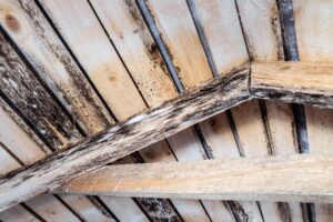 Attic mold in home on roof.