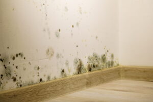 Mold in home on drywall near baseboards.